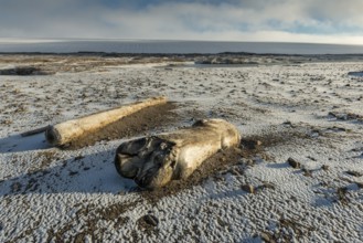 Driftwood, Kvitøya, Spitsbergen archipelago, Svalbard and Jan Mayen, Norway, Europe