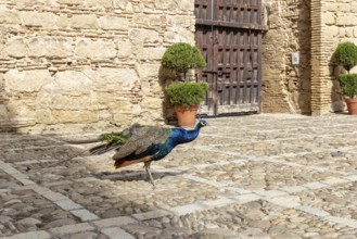 A peacock walks over cobblestones in front of a historic wall with potted plants, Jerez