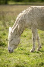 A white donkey, baroque donkey grazing peacefully on a green meadow in daylight, Lake Neusiedl