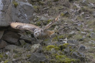 One Siberian Eagle Owl (Bubo bubo sibiricus) flying over mossy rocks with rocks and grass in the