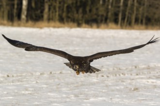 One white-tailed eagle (Haliaeetus albicilla) flying over a snow covered field in bright sunlight