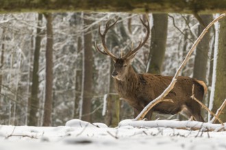 One Red Deer stag standing in a snow covered dense forest in winter