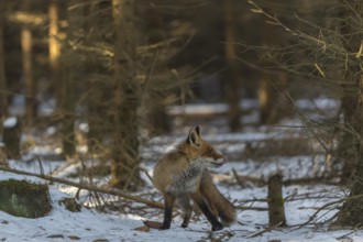 One red fox, Vulpes vulpes, running thru the snow covered undergrowth of a forest