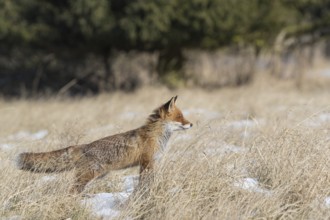 One red fox, Vulpes vulpes, running over a meadow with tall dry grass on a sunny day