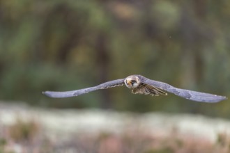 One female red-footed falcon (Falco vespertinus) flying at the edge of a forest. Green vegetation