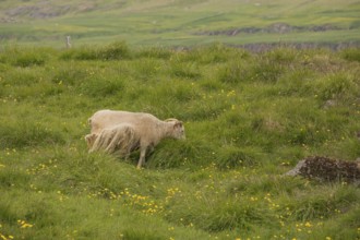 Grazing sheep in fresh green grass, Seydisfjordur, E Iceland