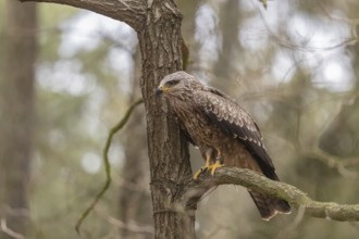 One black kite (Milvus migrans) sitting on a branch of a tree in a forest