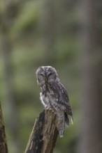 One tawny owl or brown owl (Strix aluco) sitting on a dead tree in the bavarian forest. Green