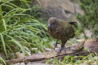 One Kea, Nestor notabilis, standing in green vegetation, feeding on something.New Zealand