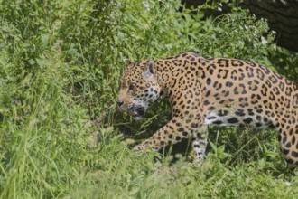 One female jaguar (Panthera onca) walking through tall grass in bright sunshine