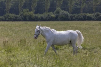 Kladruber horse, mares, running on the paddock. National Stud Farm Kladruby nad Labem