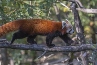 One red panda, Ailurus fulgens, walking on a branch high in a tree on a sunny day