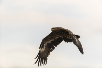 One steppe eagle, Aquila nipalensis, flying with cloudy sky in the background