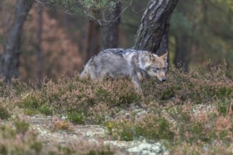 One young male eurasian gray wolf (Canis lupus lupus) running thru a forest with rocks and heather.