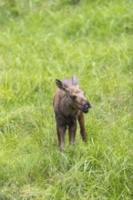 Moose (Alces alces) calf standing on a wet meadow. Green grass around