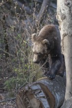 One young eurasian brown bear (Ursus arctos arctos) balancing on a log left of a tree with a