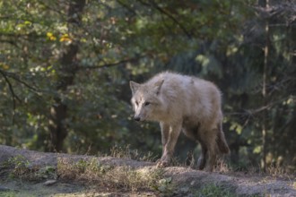 One Arctic wolf (Canis lupus arctos) walking through a forest. Green vegetation in the background