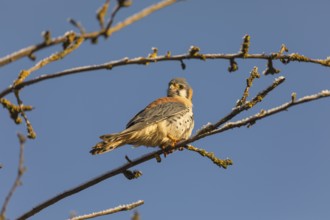 One American kestrel (Falco sparverius) sitting on a twig in early morning light with a blue sky in