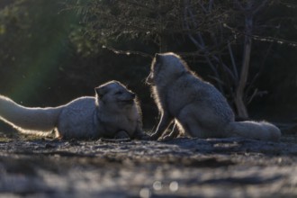 Two arctic foxes (Vulpes lagopus), (white fox, polar fox, or snow fox) playing with each other in