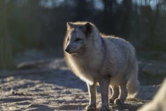 One arctic fox (Vulpes lagopus), (white fox, polar fox, or snow fox) standing in backlit condition