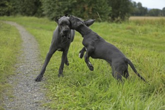 Great Dane, Saupacker, Great Dane