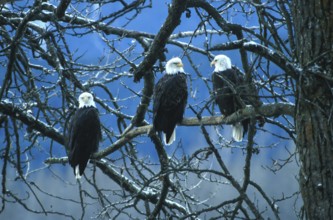 Bald eagle (Haliaeetus leucocephalus), eagle perched and hunting for salmon, in the Chilkat Valley