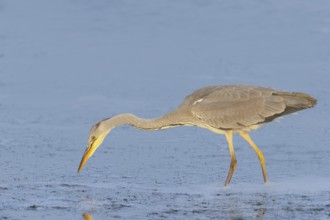 Grey heron (Ardea cinerea), also heron, hunting, fishing, sunrise, wildlife, heron, water bird,