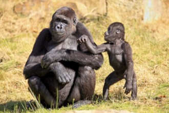 Western gorilla (Gorilla gorilla), adult, female, juvenile, social behaviour