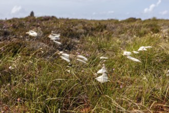 White grasses move in the wind over a brown heath landscape with a blue sky, Common cottongrass