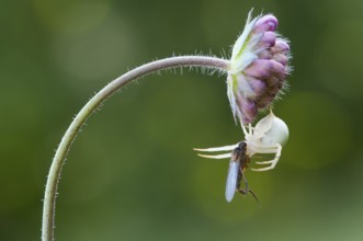 Goldenrod crab spider (Misumena vatia), Vilnius, Lithuania, Europe