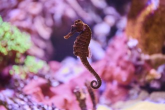 Tiger tail seahorse (Hippocampus comes) in a Aquarium, Bavaria, Germany, Europe