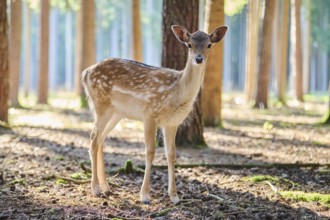 European fallow deer (Dama dama) youngsters in a forest, Bavaria, Germany, Europe