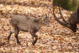 Alpine ibex (Capra ibex) walking in a forest in autumn, Bavaria, Germany, Europe