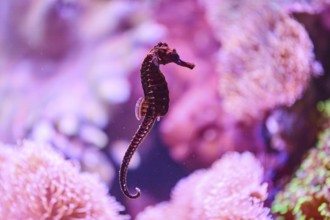 Tiger tail seahorse (Hippocampus comes) in a Aquarium, Bavaria, Germany, Europe