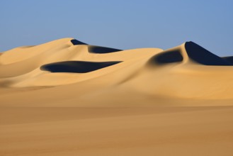 Soft, curved sand dunes cast deep shadows in the golden desert landscape under a clear blue sky,