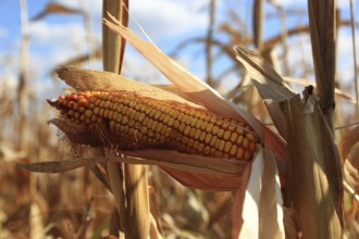 Romania, near Giurgiu in the south of the country, maize ripe for the corn corn cob harvest, Europe