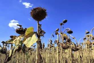 Romania, near Giurgiu in the south of the country, sunflowers ripe for the harvest, Europe