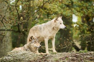 Eastern wolves (Canis lupus lycaon) standing on a little hill, Bavaria, Germany, Europe