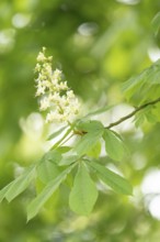 Chestnut tree (Castanea) upright white flower with green leaf, background bokeh in green and white,