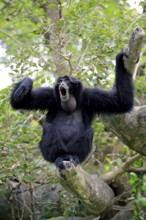 Siamang (Symphalangus syndactylus), adult calling, Southeast Asia