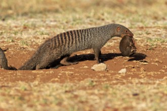 Zebra mongoose (Mungos mungo), adult with young, neck bite, mother carrying young, Kruger National