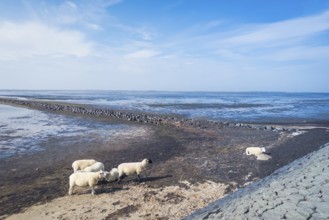 Sheep on the dyke, Rantum Basin, cycle tour, tourism, travel, North Sea, island, Sylt, Germany,