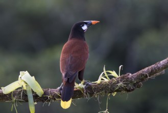 Montezuma's forehead bird (Gymnostinops montezuma), Costa Rica, Central America