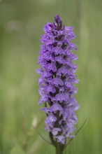 Southern marsh orchid (Dactylorhiza praetermissa), Emsland, Lower Saxony, Germany, Europe