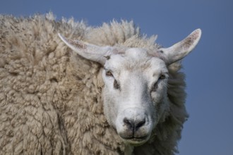 Sheep, portrait, Hauke-Haien-Koog, North Frisia, Schleswig-Holstein, Germany, Europe