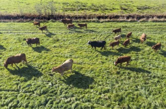 Aerial view of free-roaming herd of cattle, Grünheide, 30/10/2021