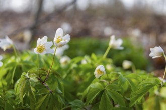 Wood anemone in the floodplain landscape around Moritzburg, Moritzburg, Saxony, Germany, Europe