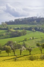 Flowering fields near Karsdorf in the Eastern Ore Mountains, Karsdorf, Saxony, Germany, Europe