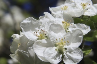 Apple blossoms on a tree in an orchard in the Osterzgebirge, Bannewitz, Saxony, Germany, Europe