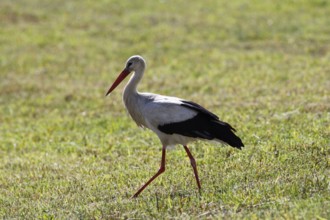 A stork looking for food, Müncheberg, 02.06.2020